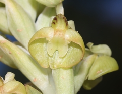 Pterygodium inversum