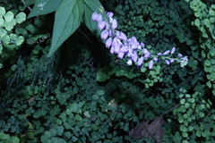 Hebecarpa rivinifolia