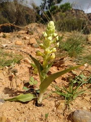 Pterygodium inversum