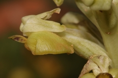 Pterygodium inversum