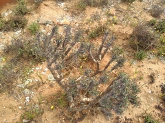 Euphorbia loricata