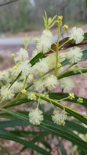 Image of Mabel's Wattle (Acacia mabellae) by no rights reserved