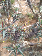 Euphorbia loricata