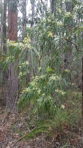 Image of Mabel's Wattle (Acacia mabellae) by no rights reserved