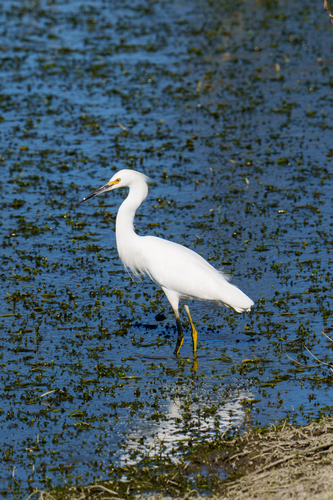 iNaturalist observation photo of Snowy Egret