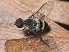 Exechohypopion minus