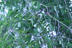 Pristimera celastroides