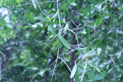 Pristimera celastroides