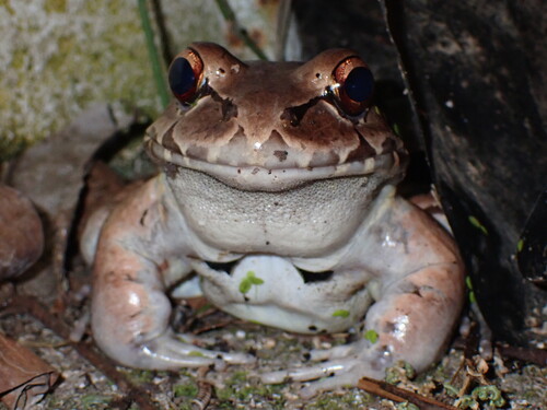 Savage's Thin-toed Frog, photo 4 of 10