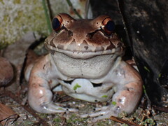 Savage's Thin-Toed Frog photo 3