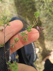 Indigofera dillwynioides