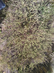 Indigofera dillwynioides