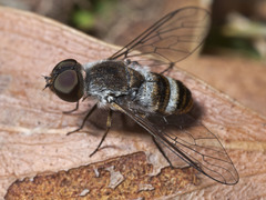 Exechohypopion minus