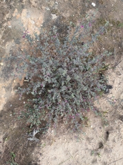 Indigofera esterhuysenae
