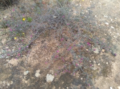 Indigofera esterhuysenae