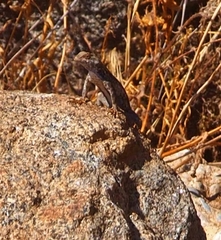 Sceloporus occidentalis biseriatus
