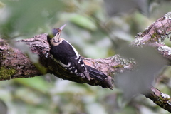 Dendrocopos himalayensis
