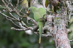 Psittacula himalayana