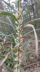 Hakea eriantha