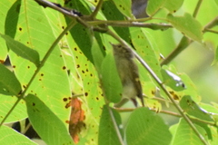 Phylloscopus pulcher