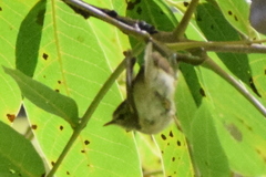 Phylloscopus pulcher