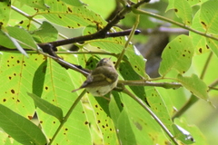 Phylloscopus pulcher