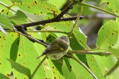 Phylloscopus pulcher