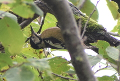 Dendrocopos himalayensis