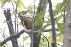 Dendrocopos himalayensis