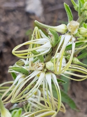Brachystelma circinatum