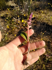 Lachenalia membranacea