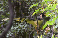 Urocissa flavirostris