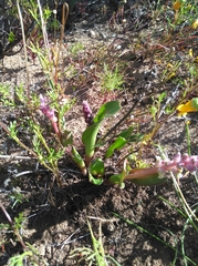 Lachenalia membranacea