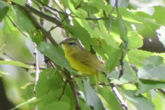 Phylloscopus xanthoschistos