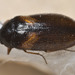 Undertaker Carpet Beetle - Photo (c) tony_d, some rights reserved (CC BY-NC), uploaded by tony_d