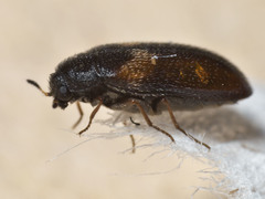 Reesa vespulae