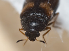 Reesa vespulae