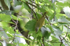 Phylloscopus xanthoschistos