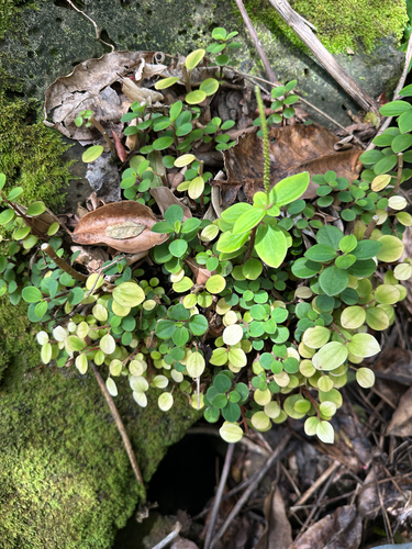Peperomia leptostachya observed 2025-05-20