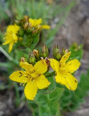 Hypericum aethiopicum