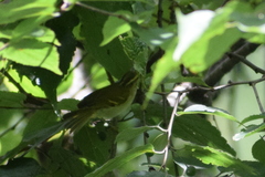 Phylloscopus reguloides