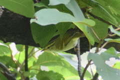 Phylloscopus reguloides