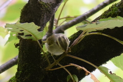 Phylloscopus reguloides