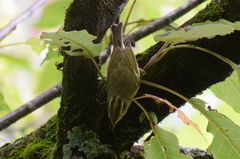 Phylloscopus reguloides
