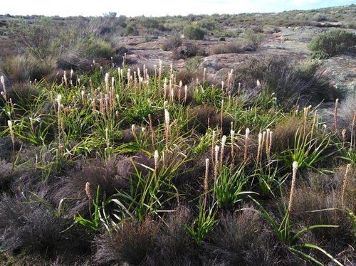 Image of Bulbinella latifolia by (c) Brian du Preez, some rights reserved (CC BY-SA)