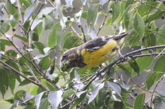 Mycerobas melanozanthos