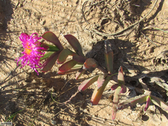 Carpobrotus quadrifidus