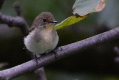 Ficedula superciliaris