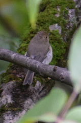Ficedula superciliaris