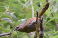 Trochalopteron lineatum